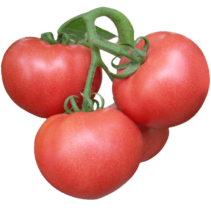 ����ë��802����������������ũ��Ժ��۷����������ɳȿ�ٹ���Ʒ�� ë��802��������100��ɳȿ��Ʒ��