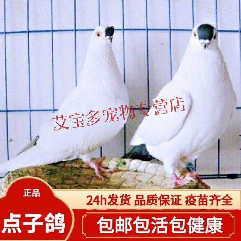 【黑点子鸽】观赏鸽子小体黑色白色活体小鸟宠物动物公母一对种鸽
