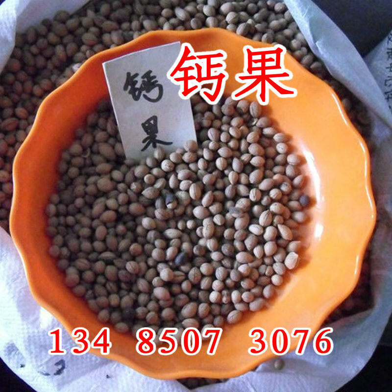 阳澄约定钙果种子高钙水果籽欧李种子钙果树种子 钙果1斤