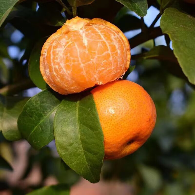 【正宗砂糖橘】广西沙糖桔新鲜橘子薄皮水果蜜橘3/5/10斤 3斤