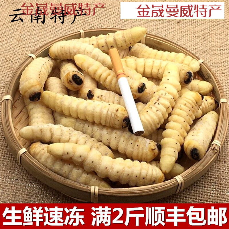 新鲜哈虫柴虫木花蛤虫木虫柞天牛食用云南特产500g
