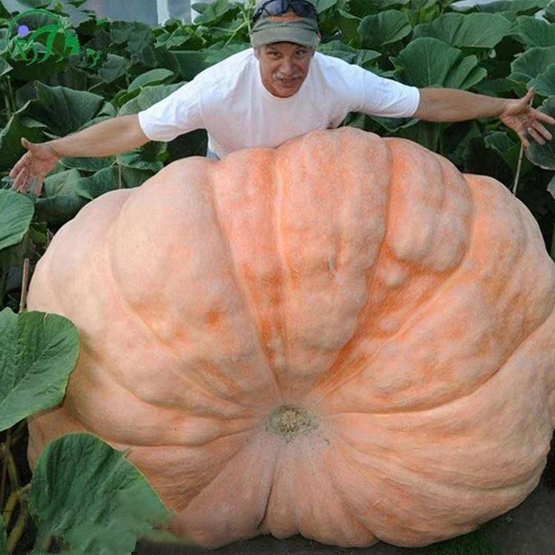 寿禾巨型南瓜种子特大观赏巨人大南瓜 巨型大南瓜种子 1粒装/试种