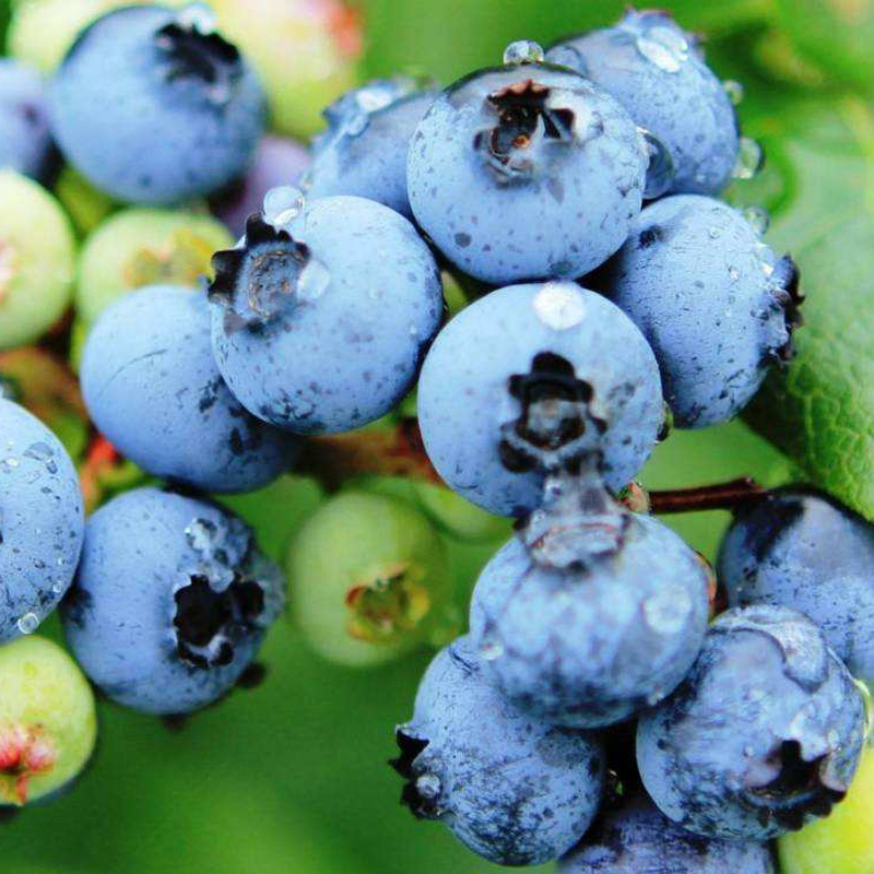 榴小橔云南蓝莓超大果新鲜高山蓝莓水果送礼年货节 精选特大果 精选125g*4盒（15-18mm)