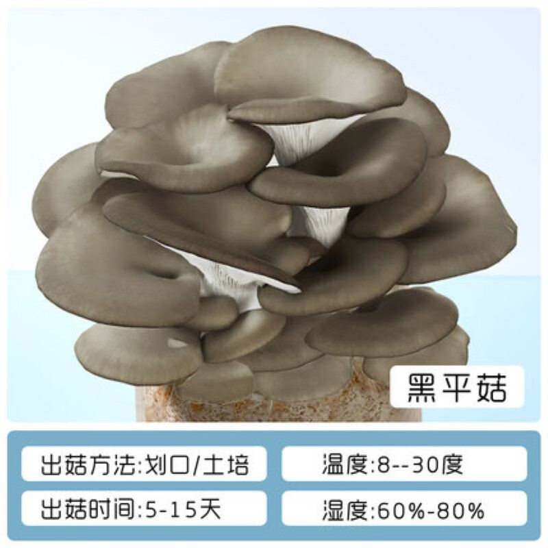 晗畅蘑菇种植包菌菇包香菇菌种家庭种蘑菇食用菌平菇种植室内阳台 黑