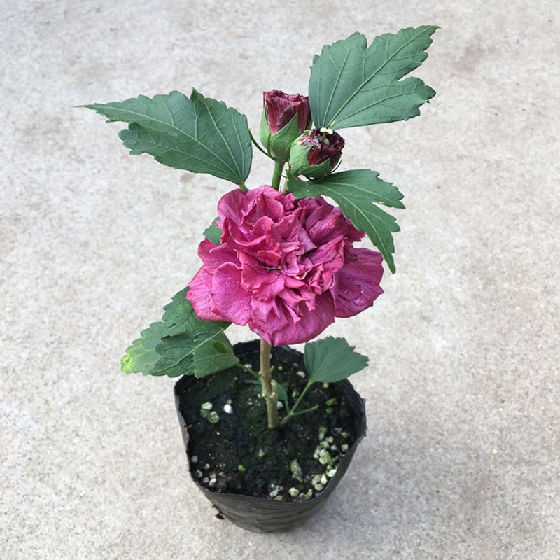 曼杉园(manshanyuan)小木槿盆栽薄荷冰当年开花紫玉蓝莓冰沙木槿花