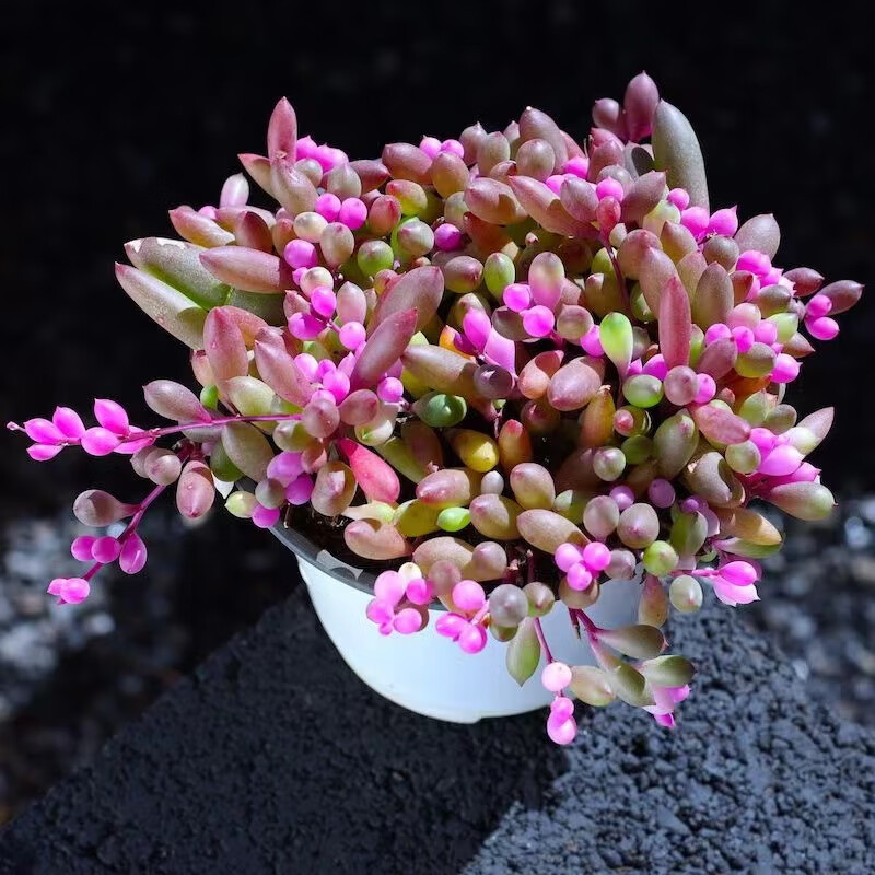 丸葉紫玄月多肉植物紫葡萄吊蘭肉肉帶盆發(fā)美觀趣室內(nèi)綠植盆栽 紫葡萄吊蘭  11厘米盆栽好  1盆