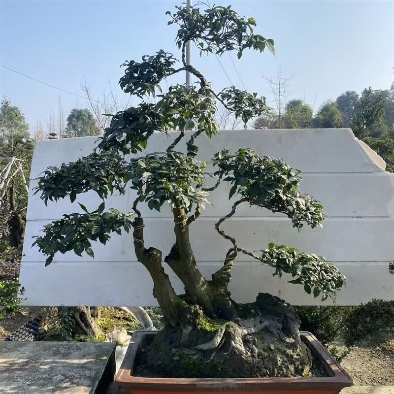 素蜜邻家花园 金弹子盆栽阳台庭院办公室别墅四季果造型盆景摆件 浅