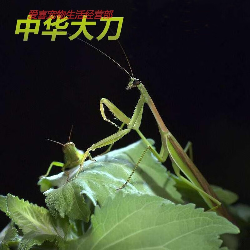 包邮现货中华大刀螳螂幼体个性爬虫宠物螳螂另有卵夹 大刀1龄1只(买二