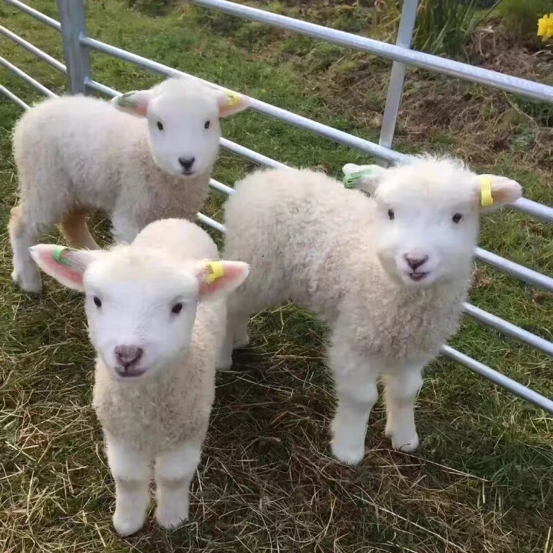 景区宠物羊侏儒羊宠物羊活物羊 小羊羔活羊小羊崽羊仔活  定金