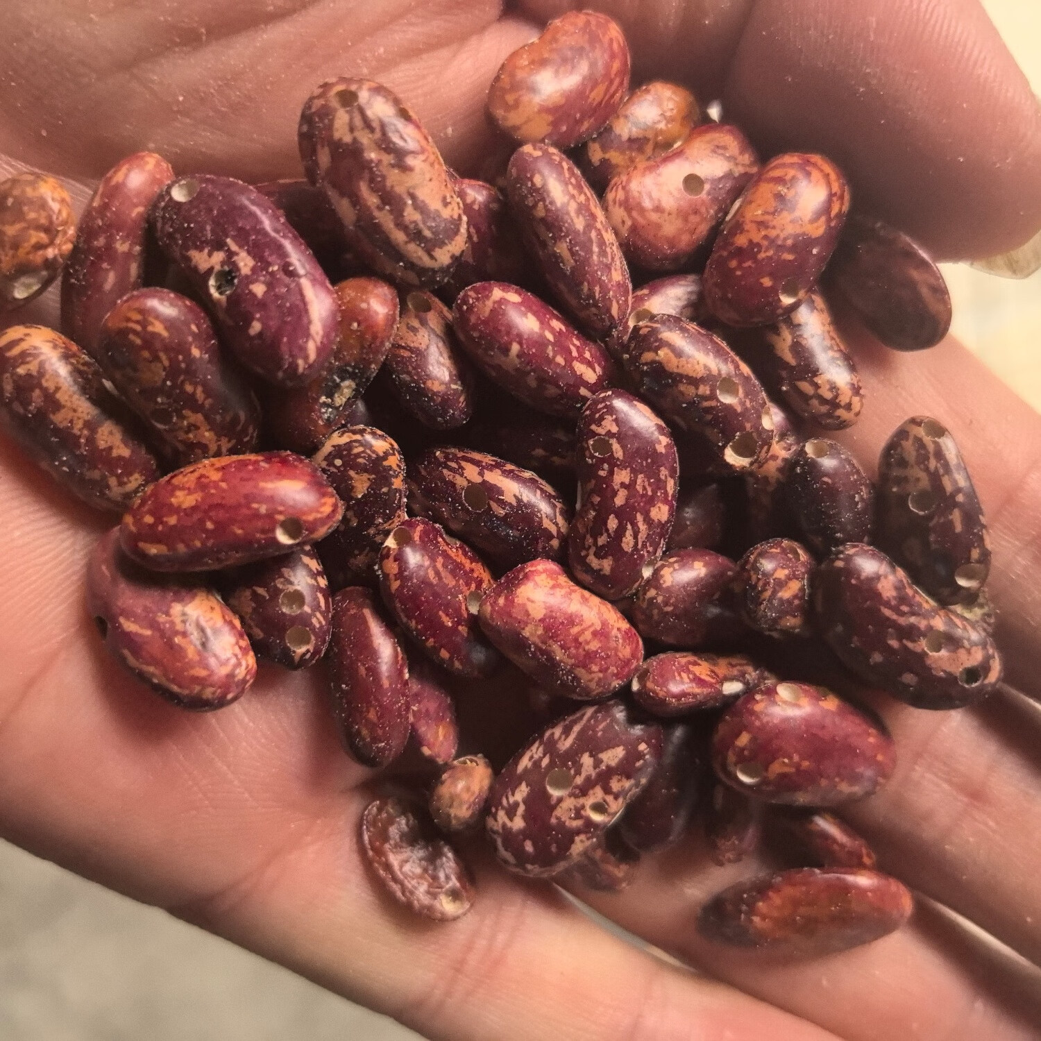 贵州酸菜豆米新花豆云豆芸豆花豆子新四季豆四季豆米2023年新鲜货 生