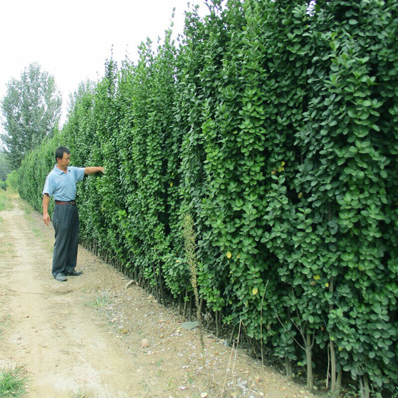 御卉阁围墙篱笆植物大叶北海道黄杨苗冬青树苗四季常青耐寒庭院绿篱