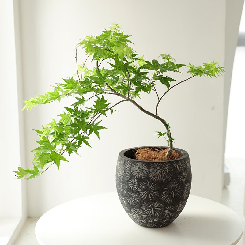 室外办公室桌面盆景有造型植物盆栽 黄金流泉50-60cm烟花手工水泥盆