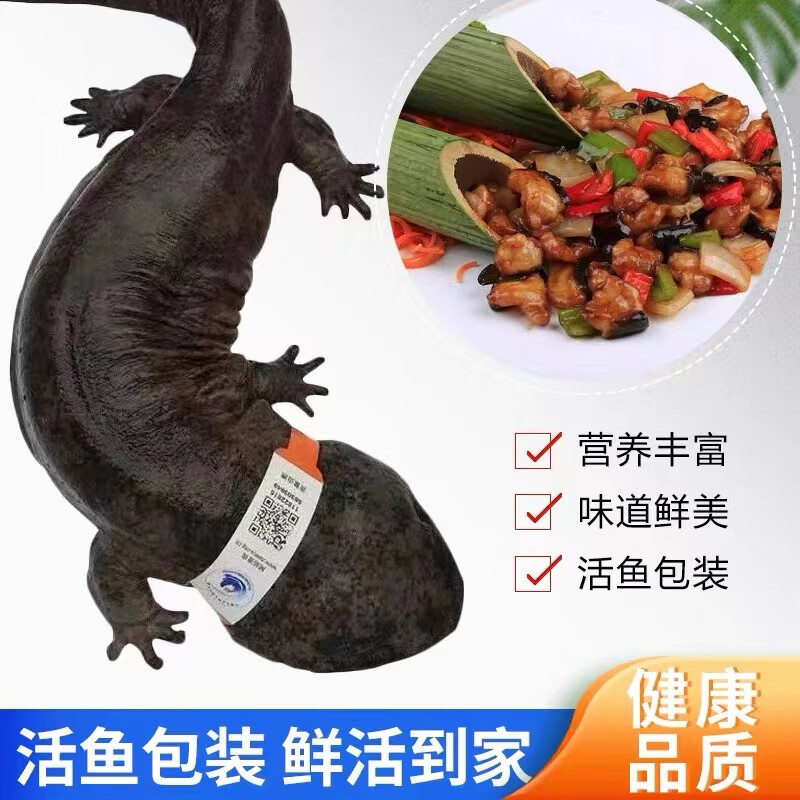 秋收以渔 鲜活娃娃鱼食用活体大鲵生鲜人工养殖淡水鱼 产地直发 包活