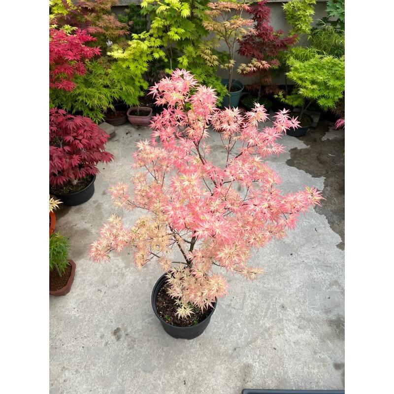 红舞姬树苗 黄金枫山红叶盆景盆 日本红枫【蝴蝶锦】不含盆