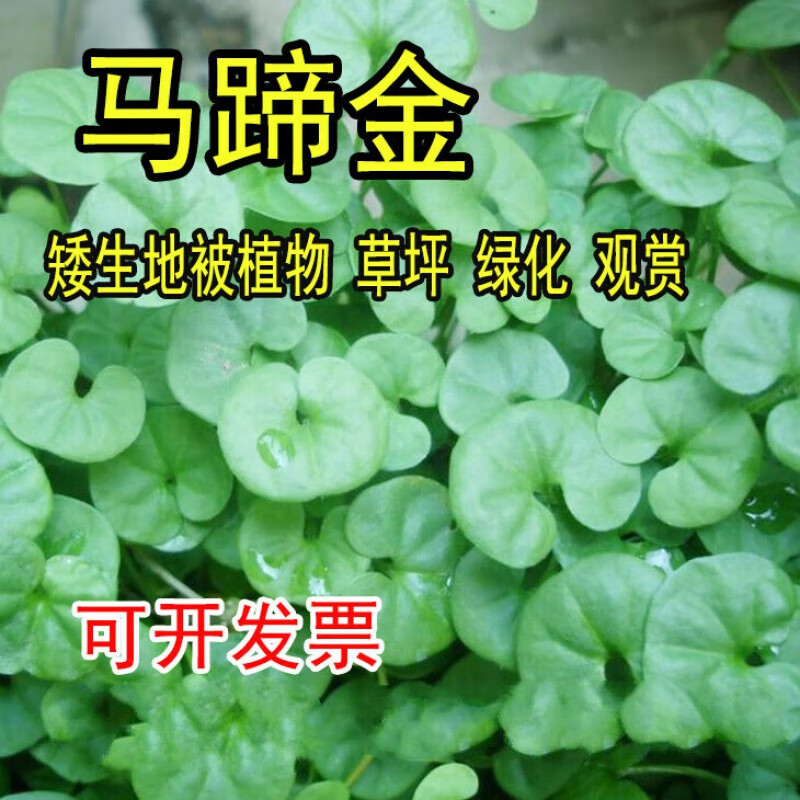 派果屋马蹄金种子草籽草坪种子小金钱草铜钱草种子四季常青耐高温绿化