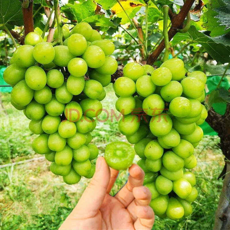 葡萄树苗南北方种植庭院盆栽地栽特大无籽当年结果树果苗 2年苗【5颗