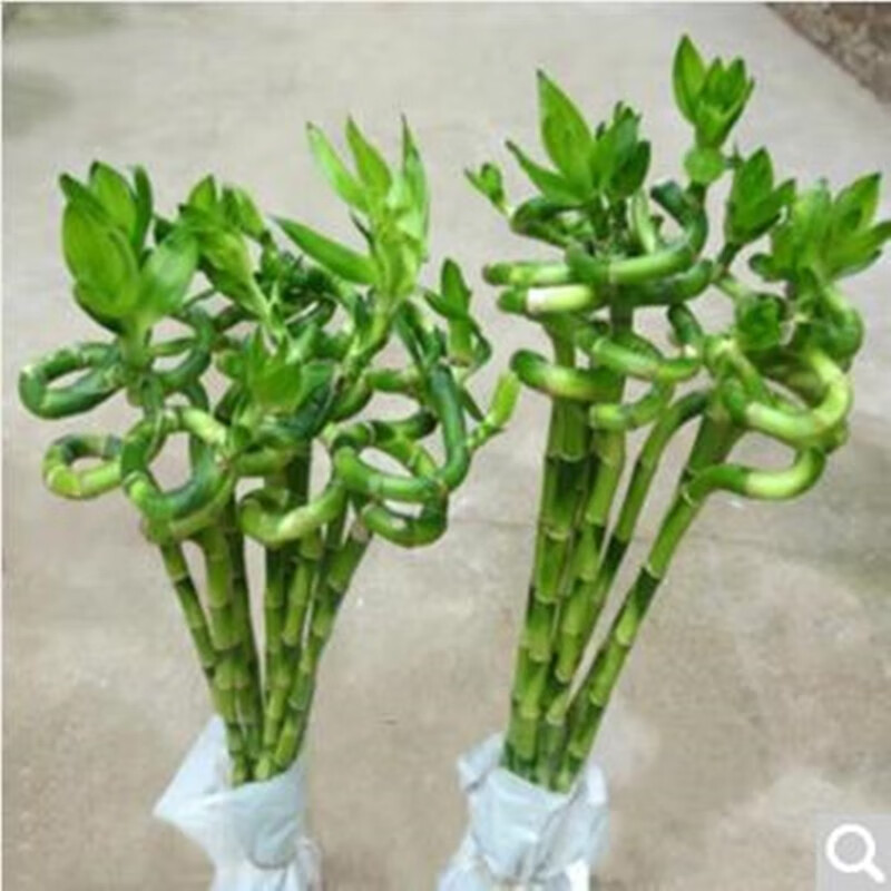 mivm富贵竹转运竹开运竹直竹子室内盆栽办公室客厅书房水培绿植水生竹