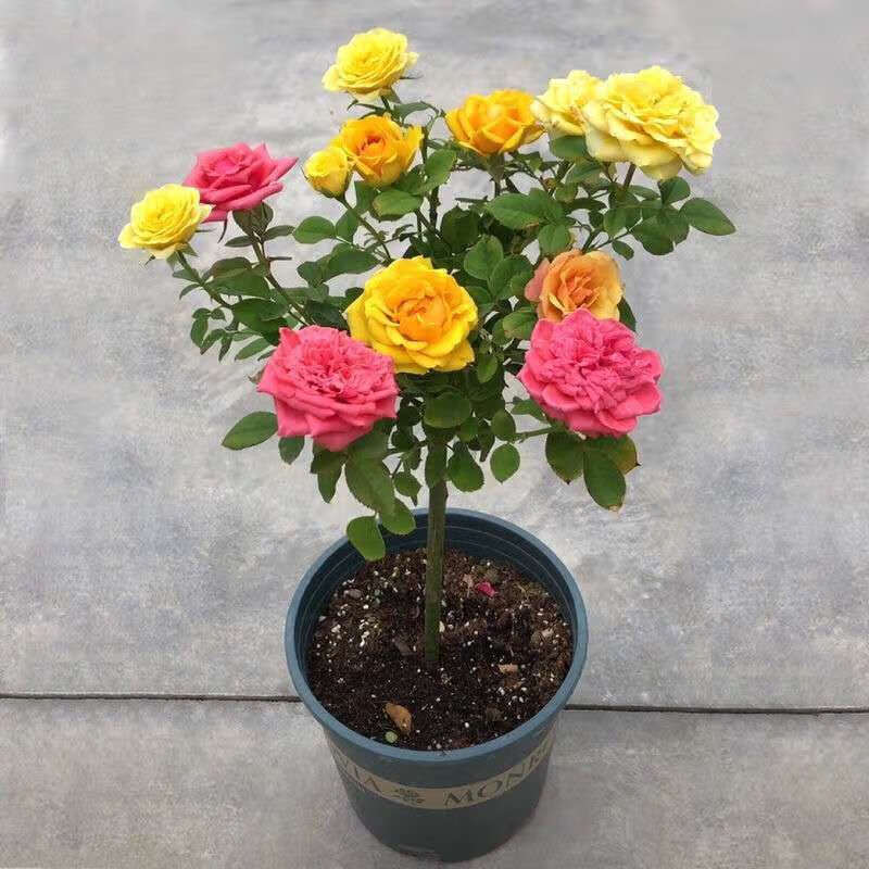 牵挂 月季树桩树状月大花季树苗棒棒糖月季嫁接欧月大花双色阳台庭院