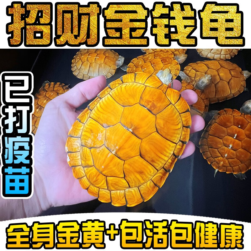 正宗金龟招财金钱大龟观赏黄金龟宠物小乌龟活物大乌龟深水吃菜龟 8厘米  （已打疫苗  体质健康） 情侣一对怎么看?