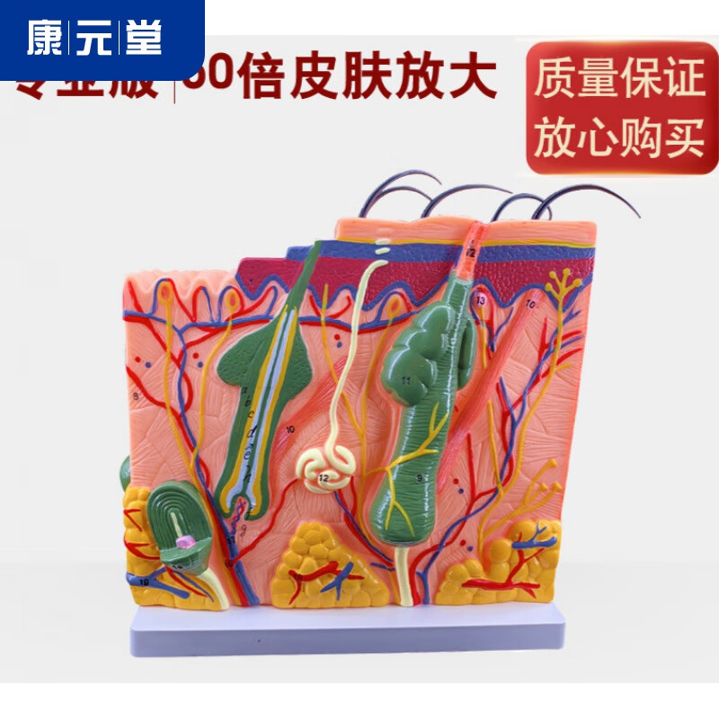 【jd健康】立体皮肤组织结构层次放大解剖模型医教学头皮毛发生理结