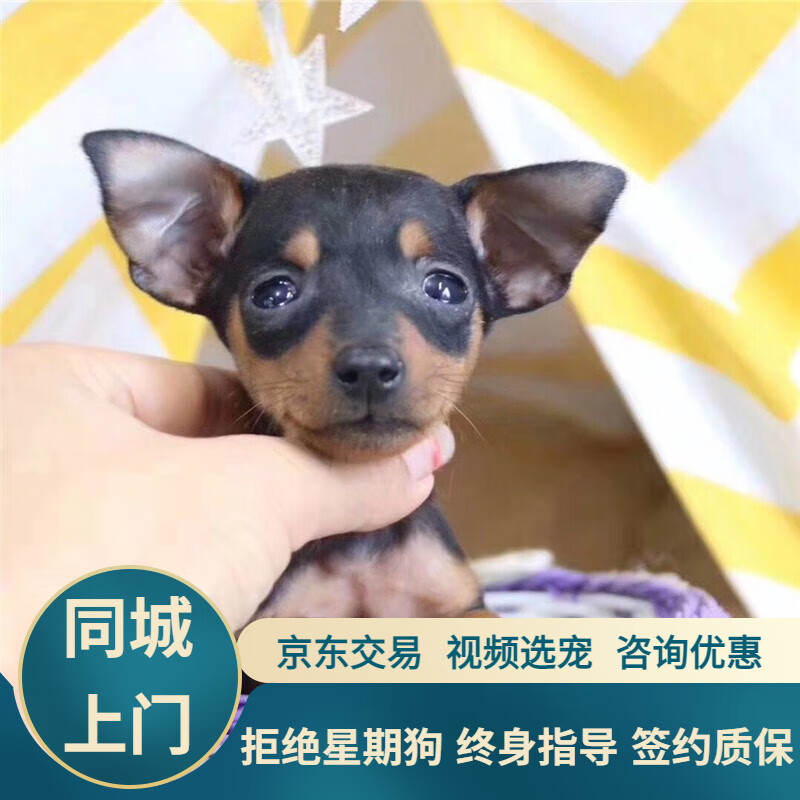 宁宠 小鹿犬活体宠物小狗茶杯犬长不大宠物狗活体小型犬 宠物级2 公