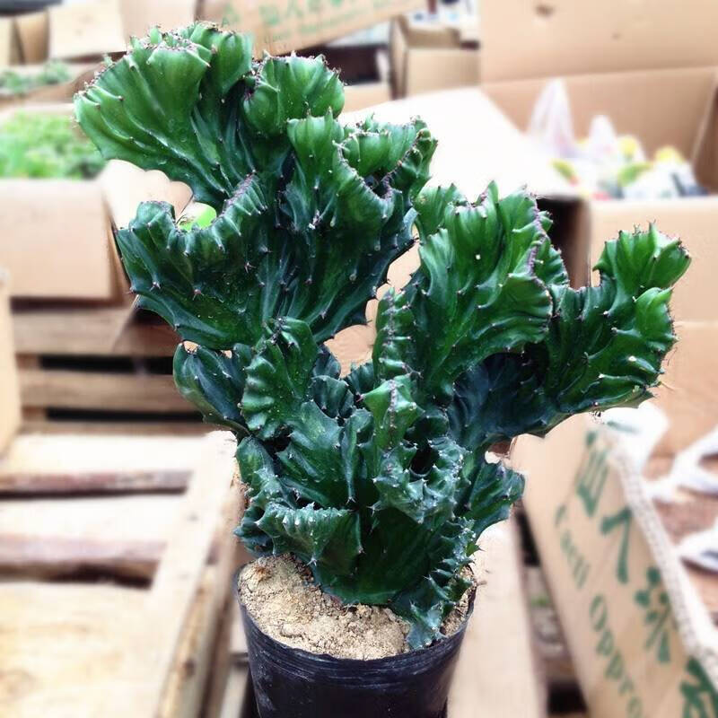 花e流多肉植物玉麒麟盆栽花卉仙人掌类麒麟掌室内玉麒麟 玉麒麟小 12