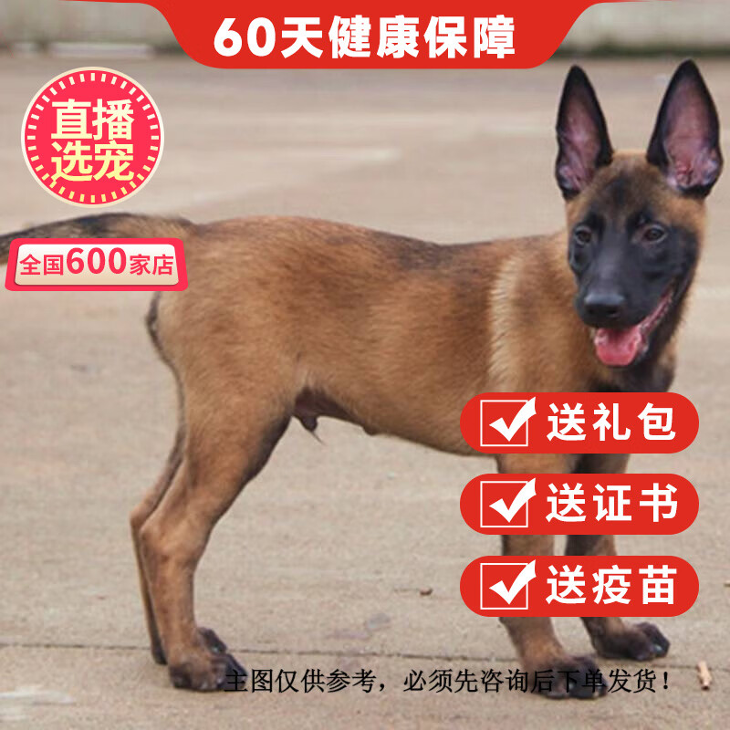 优宠奇派纯种宠物狗狗马犬幼崽幼犬 血统级 公使用感如何?