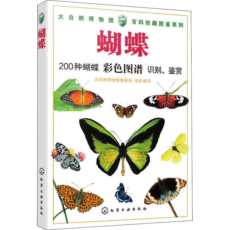 蝴蝶