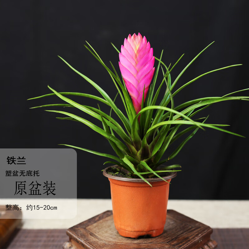 铁兰紫花凤梨盆栽绿植花卉室内客厅办公净化空气水培好养活观赏美观