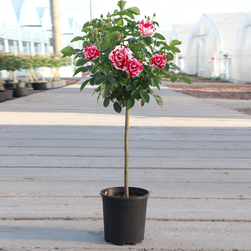 花卉商品历史价格查询入口|花卉价格比较