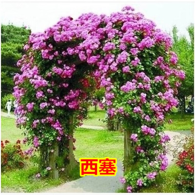 带刺蔷薇花苗 爬藤月季玫瑰爬墙 庭院花卉盆栽四季植物 带刺西塞 不含
