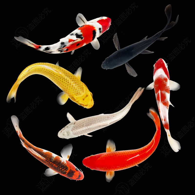 语涧锦鲤活鱼观赏鱼活体淡水冷水鱼易活好养纯种锦鲤金鱼风水鱼 16