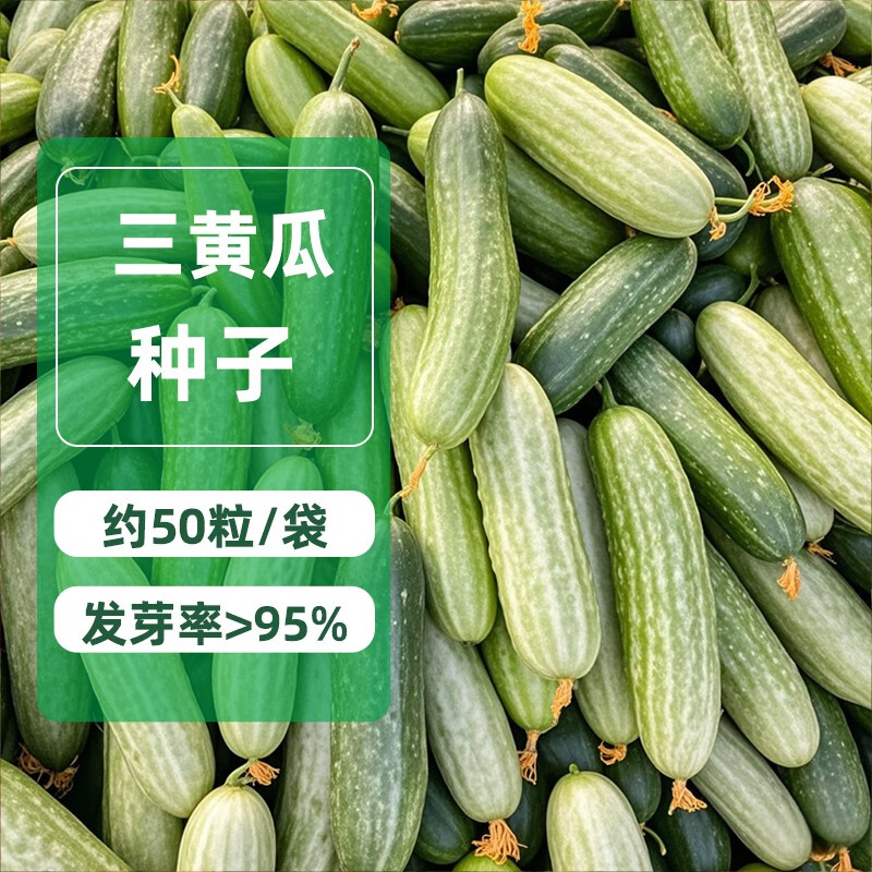 四季播白叶三水果黄瓜种子 小白黄瓜脆甜生吃 蔬菜家庭阳台易种 奶油