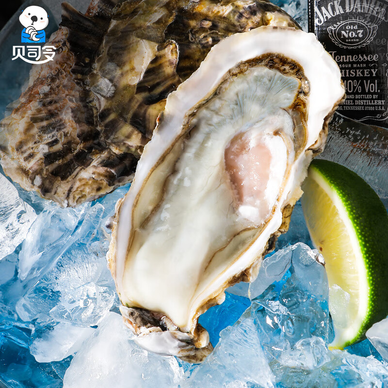 贝司令【活鲜】 鲜活乳山生蚝 3XL号2kg 10-15只 箱装 高性价比高么？