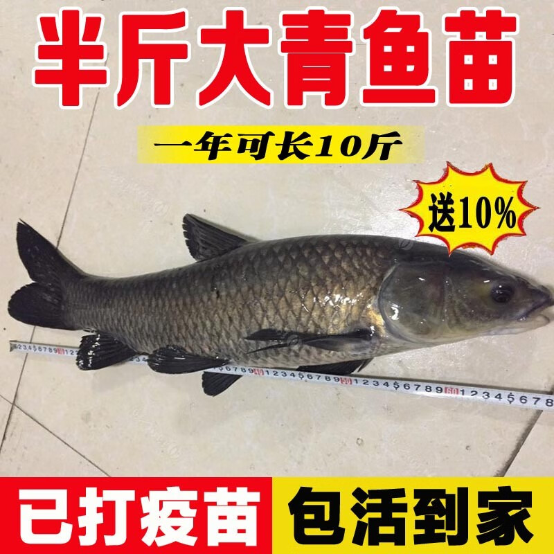 螺蛳青鱼20cm特大型食用黑皖鱼淡水养殖乌青鱼半斤灰草鱼 30条7-8厘米