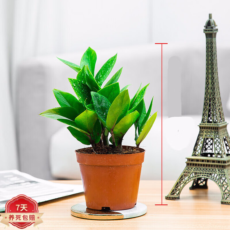 怎么看绿植盆栽物品的历史价格|绿植盆栽价格走势图