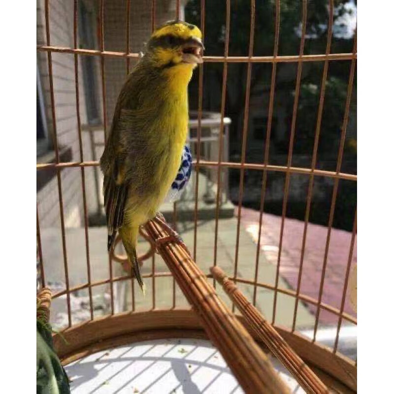 金青鸟灰雁精品辣椒红金黄柠檬燕白燕鸟鸣唱鸟笼养鸟人工繁殖活体
