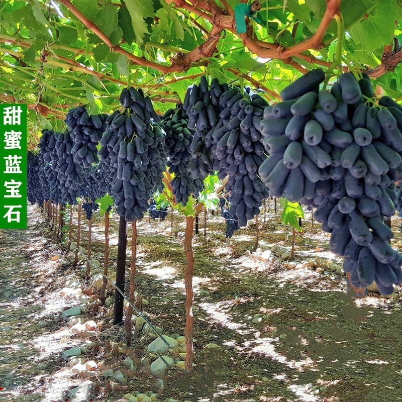 苗木历史价格走势|苗木价格走势图