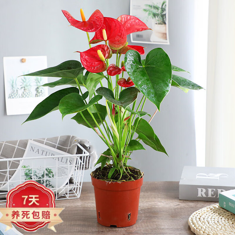 鑫干和(xinganhe)红掌盆栽植物室内花卉水培一帆风顺大盆水养绿植含盆