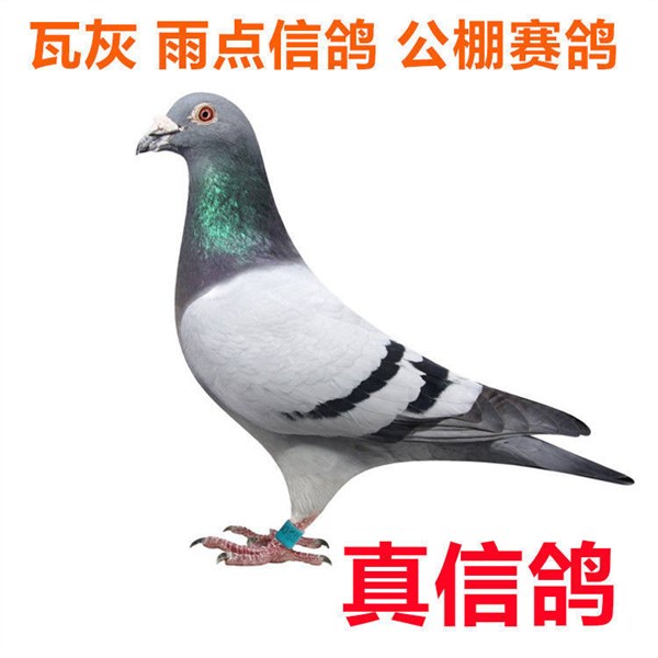 幼鸽子活一对活体幼鸽乳鸽白羽王种鸽原配肉鸽大型信鸽赛鸽观赏鸽