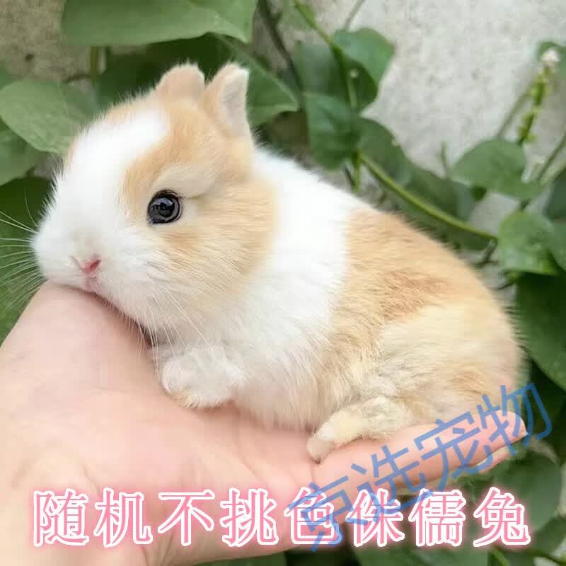 兔子活物凤眼海棠小型茶杯兔迷你长不大宠物兔活幼兔活体宠物 随机不挑色侏儒兔怎么看?