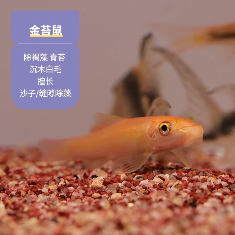 清粪便小精灵黄金胡子鱼活体好养适合新手 金苔鼠5只 1只抵损(3-5cm)