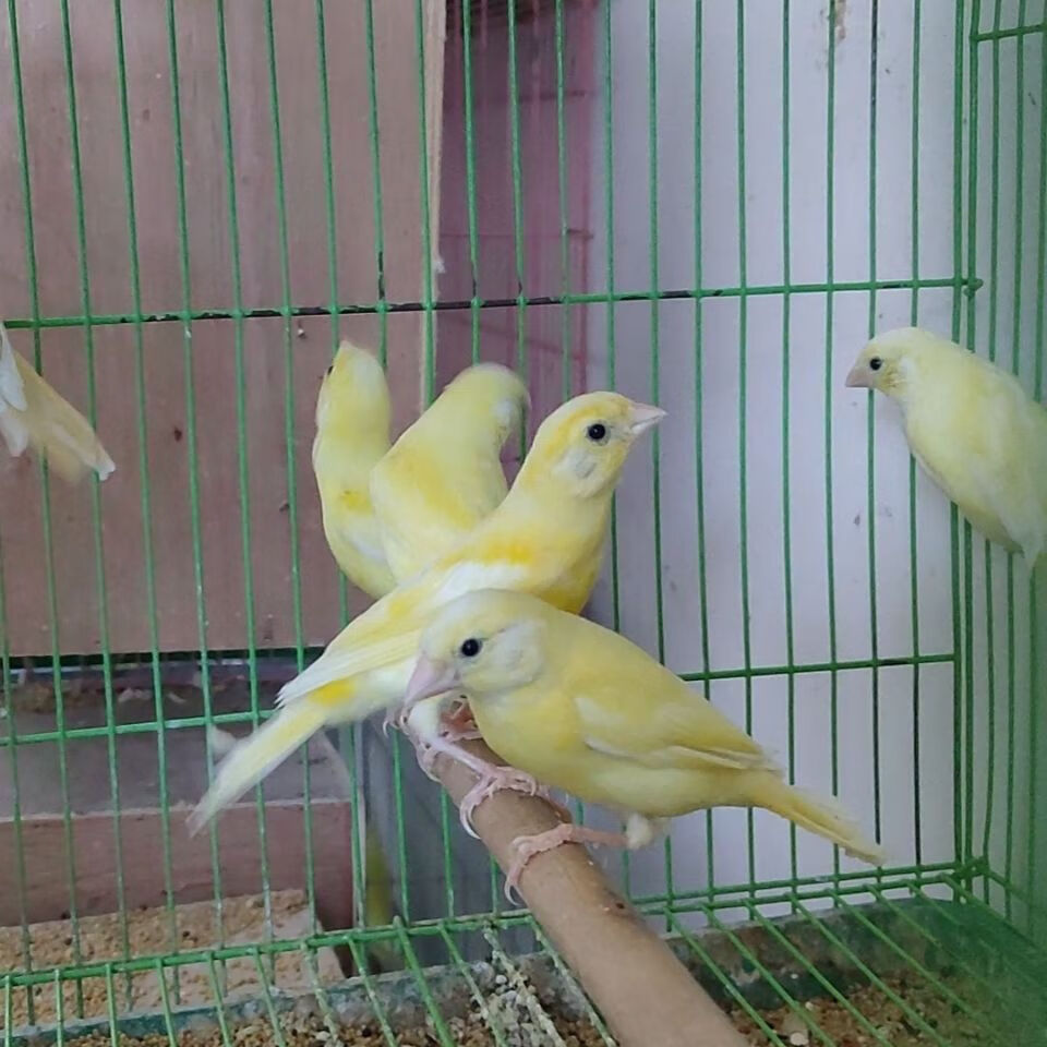达泽侠芙蓉活体玉鸟金丝观赏鸣叫鸟 山东黄玉鸟/母
