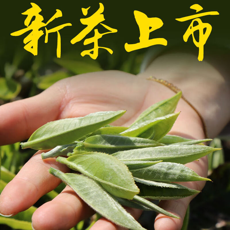 春锦秋鲤 绿茶2023新茶 云南滇绿茶 绿茶 高山云雾茶叶 250g