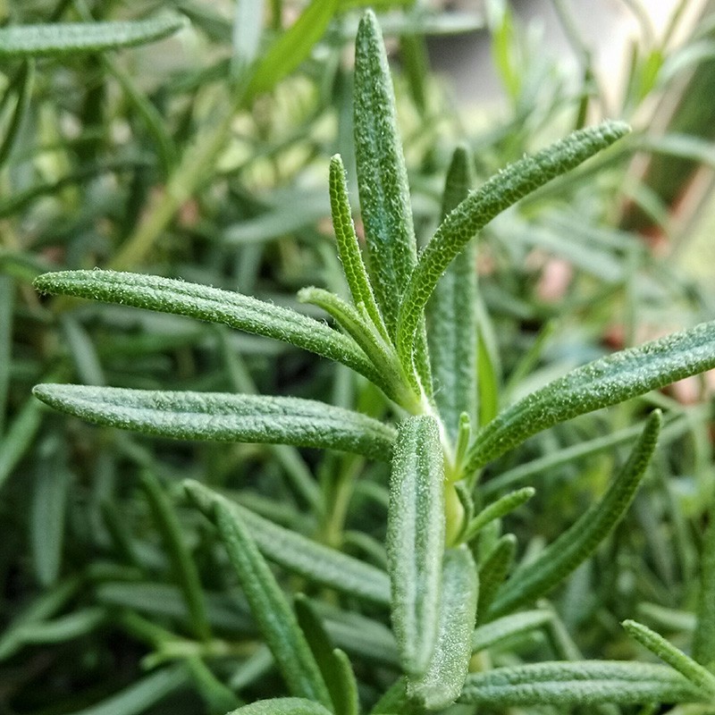 盆栽香草植物迷迭香百里香甜罗勒九层塔阳台种植盆栽苗 迷迭香幼苗 5