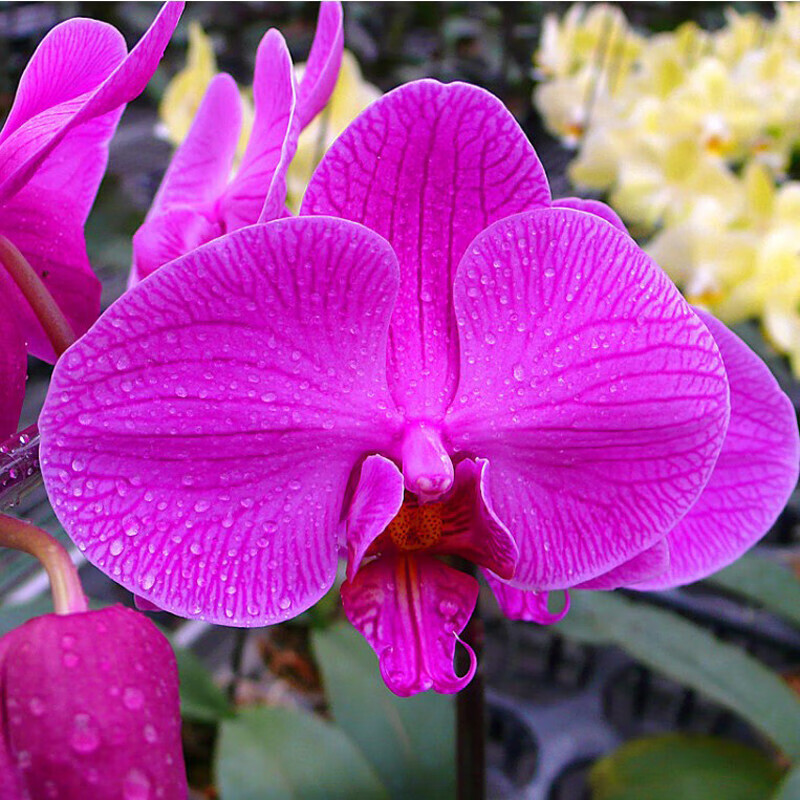 蝴蝶兰花大苗室内盆栽 阳台绿植花卉 四季可养 年宵花卉 蝴蝶王