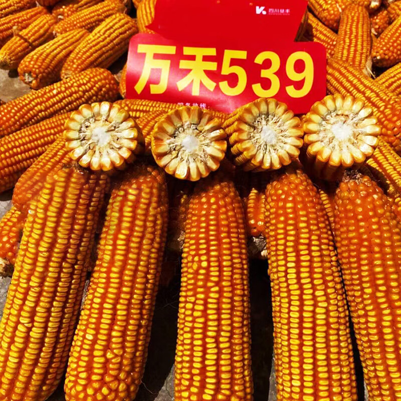 半马齿型轴色白色云南贵州广西种植 万禾539半马齿型玉米种2斤/1袋