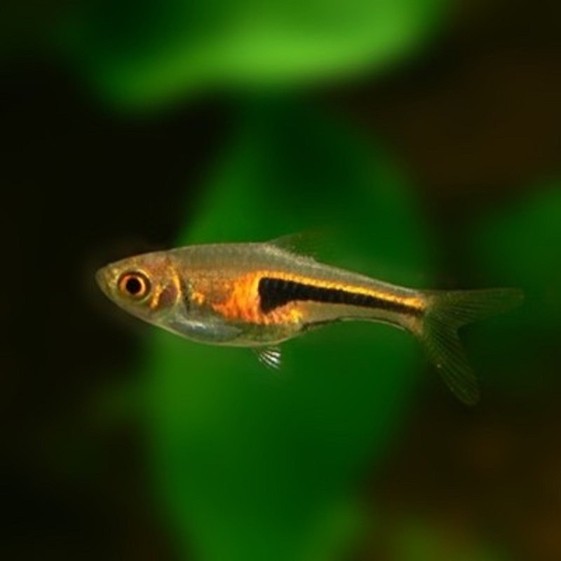 听白阁小型观赏鱼淡水鱼群游鱼冷水鱼热带鱼灯科鱼活体鱼红绿灯鱼观赏