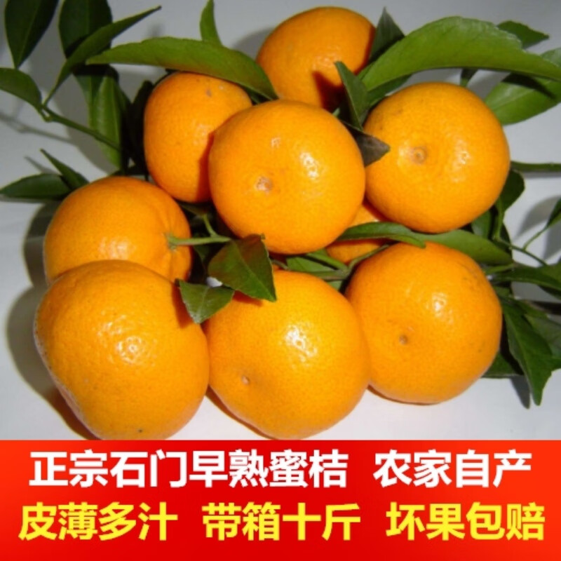石门秀坪柑橘湖南早熟品质成熟薄皮无核现摘新鲜送人蜜橘石门蜜桔 60mm-65mm大果 9斤带箱10斤装