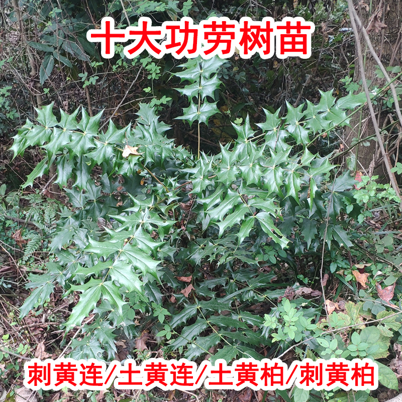 十大功劳树苗野外刺黄连中药材土黄柏四季绿植盆景阳台庭院景观树 1棵